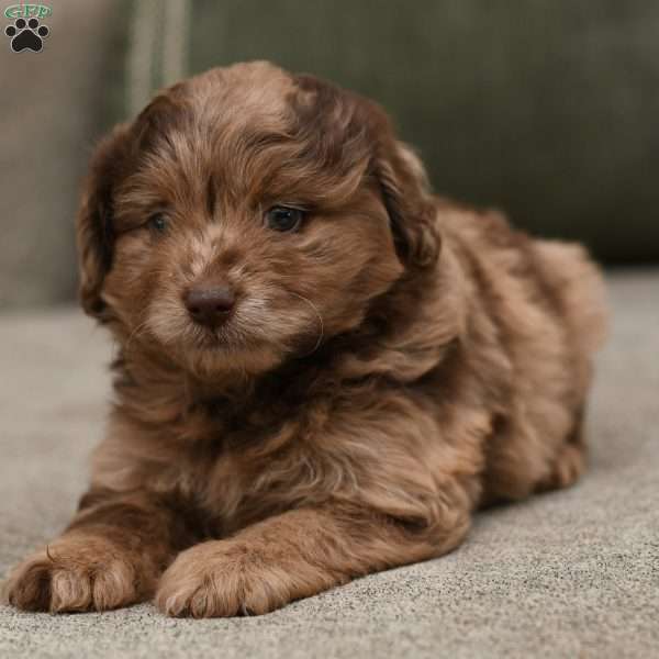 Hudson, Pomapoo Puppy