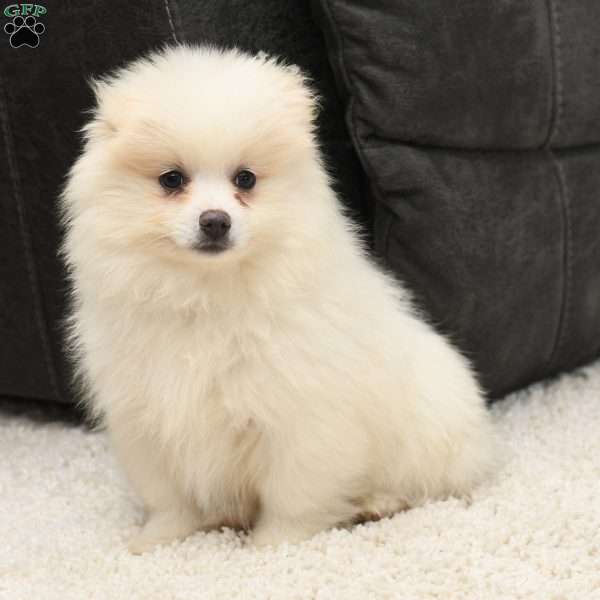 Phillip, Pomeranian Puppy