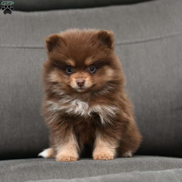 Dixie, Pomeranian Puppy