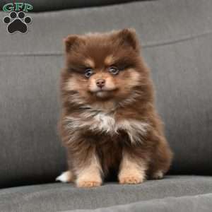 Dixie, Pomeranian Puppy