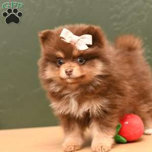 Dixie, Pomeranian Puppy