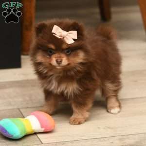 Dixie, Pomeranian Puppy