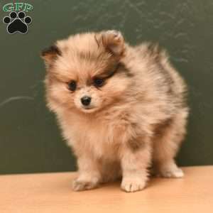 Dora, Pomeranian Puppy