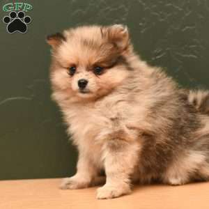 Dora, Pomeranian Puppy
