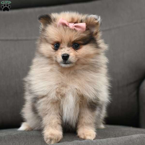 Dora, Pomeranian Puppy