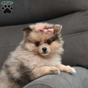 Dora, Pomeranian Puppy
