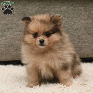 Dora, Pomeranian Puppy