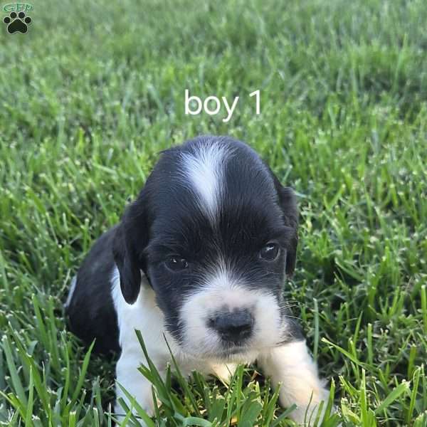 Buddy, Cocker Spaniel Mix Puppy