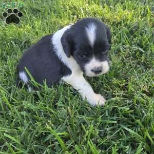 Buddy, Cocker Spaniel Mix Puppy