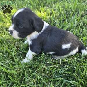 Buddy, Cocker Spaniel Mix Puppy