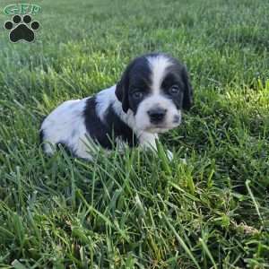 Leila, Cocker Spaniel Mix Puppy