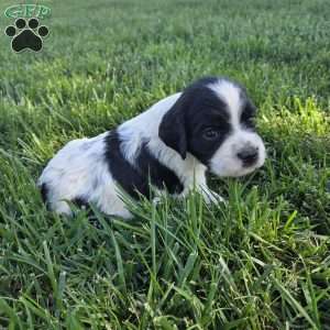Leila, Cocker Spaniel Mix Puppy