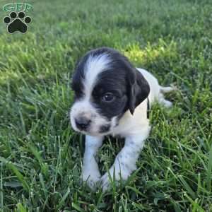 Leila, Cocker Spaniel Mix Puppy