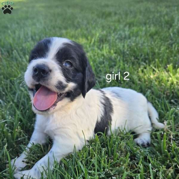 Leila, Cocker Spaniel Mix Puppy