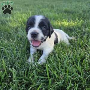 Leila, Cocker Spaniel Mix Puppy