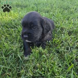 Lucy, Cocker Spaniel Mix Puppy