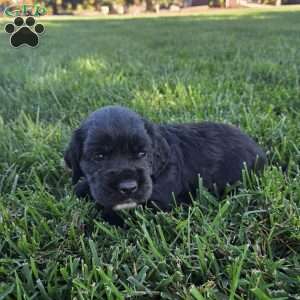 Lucy, Cocker Spaniel Mix Puppy