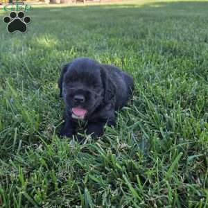 Lucy, Cocker Spaniel Mix Puppy