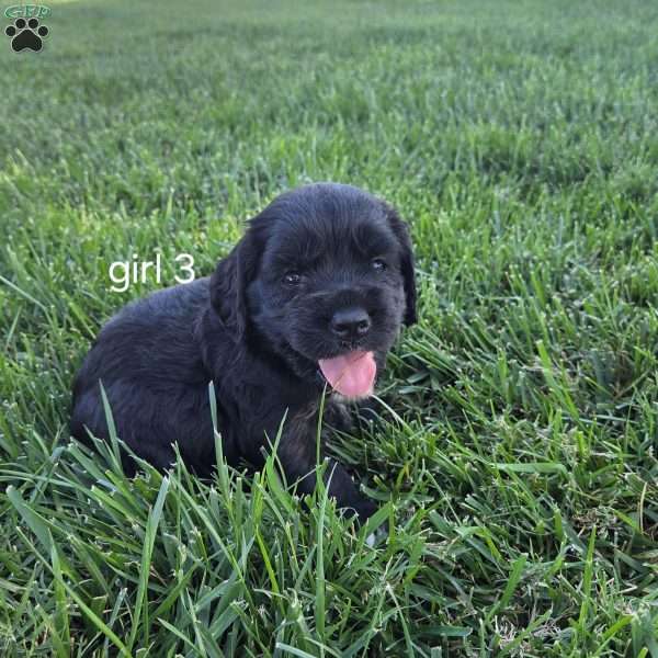 Lucy, Cocker Spaniel Mix Puppy