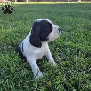 Bo, Cocker Spaniel Mix Puppy