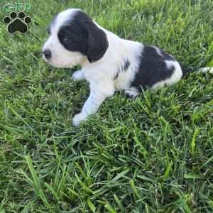 Bo, Cocker Spaniel Mix Puppy