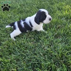Bo, Cocker Spaniel Mix Puppy
