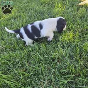 Bo, Cocker Spaniel Mix Puppy