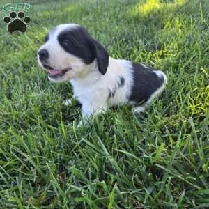 Bo, Cocker Spaniel Mix Puppy