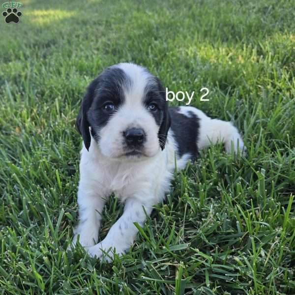 Bo, Cocker Spaniel Mix Puppy