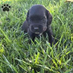 Jax, Cocker Spaniel Mix Puppy