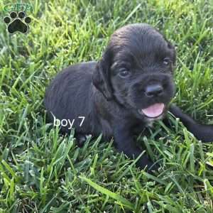 Jax, Cocker Spaniel Mix Puppy
