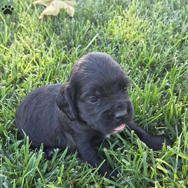 Jax, Cocker Spaniel Mix Puppy