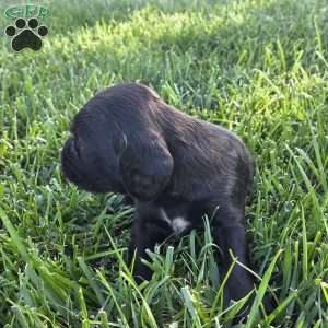 Jax, Cocker Spaniel Mix Puppy