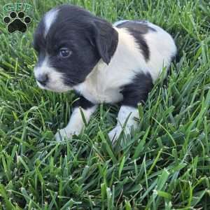 Damin, Cocker Spaniel Mix Puppy