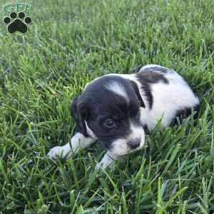 Damin, Cocker Spaniel Mix Puppy