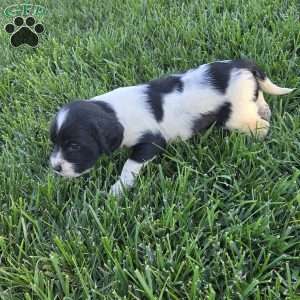 Damin, Cocker Spaniel Mix Puppy