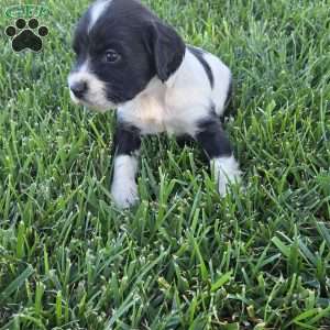 Damin, Cocker Spaniel Mix Puppy