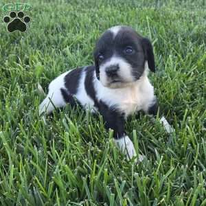 Damin, Cocker Spaniel Mix Puppy