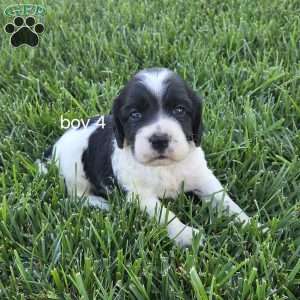 Slade, Cocker Spaniel Mix Puppy