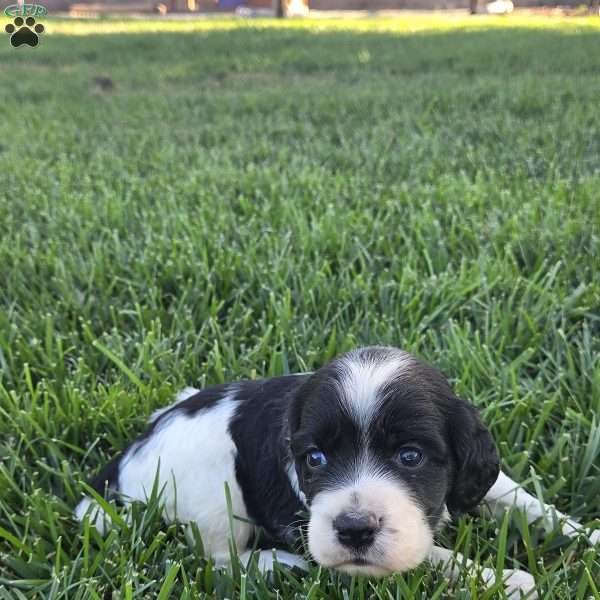 Slade, Cocker Spaniel Mix Puppy