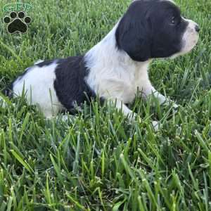 Slade, Cocker Spaniel Mix Puppy