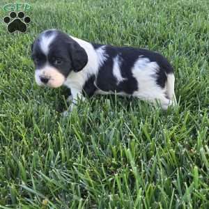 Slade, Cocker Spaniel Mix Puppy