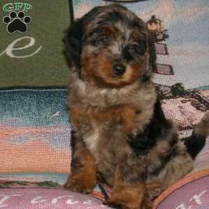 kayla, Mini Bernedoodle Puppy