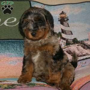 kayla, Mini Bernedoodle Puppy