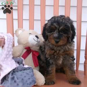 kayla, Mini Bernedoodle Puppy