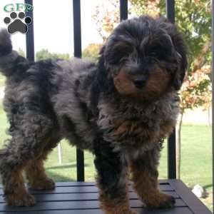 kayla, Mini Bernedoodle Puppy