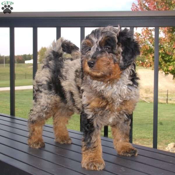 kayla, Mini Bernedoodle Puppy