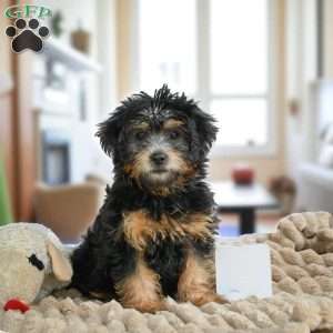 MARK, Yorkie Puppy