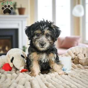DAISY, Yorkie Puppy