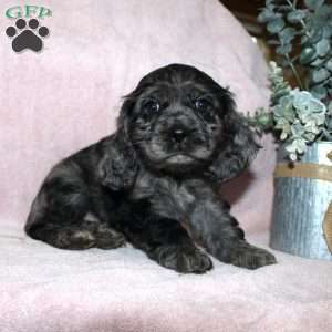 Lavendar, Cocker Spaniel Puppy